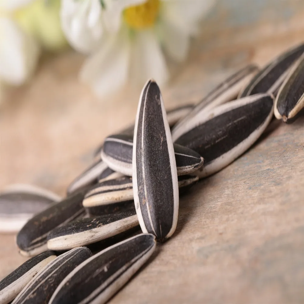 2017 Inner mongolia sunflower seeds market cheap price