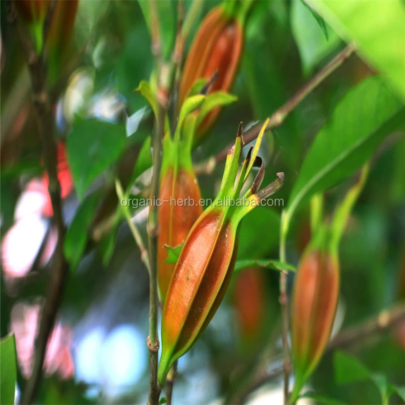 Cape Jasmine Fruit Extract Gardenia Color