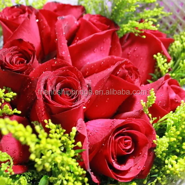 Свежие резные цветы, красная роза, Натуральная роза