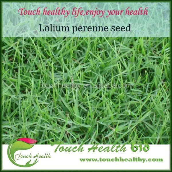 2021 Touchhealthy supply annuals grass seed,ryegrass seed