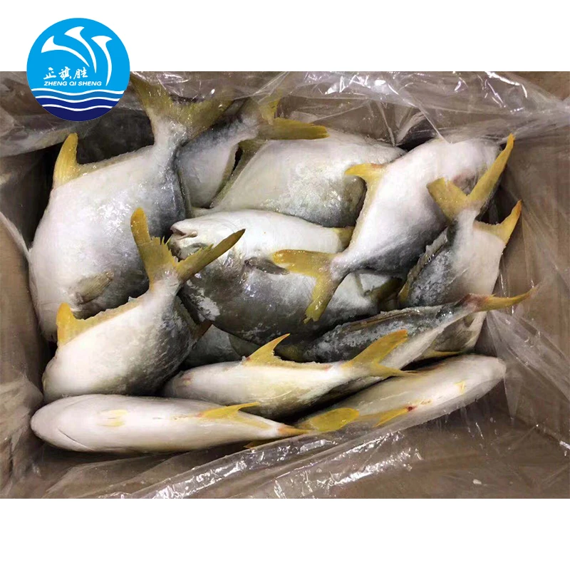 wholesale seafood Frozen Golden Pompano/Golden Pomfret