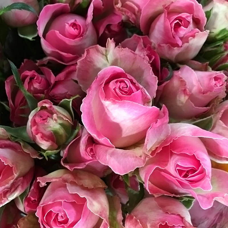 Wedding decoration spray champagne roses wholesale from Kunming, all kinds of flowers