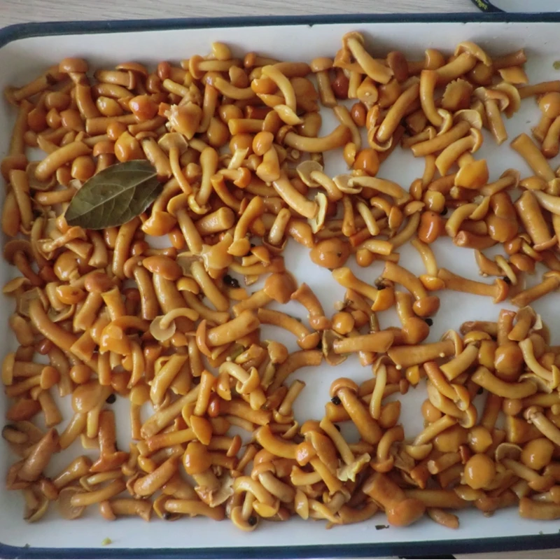 Chinese canned wild nameko mushrooms marinated with fancy quality