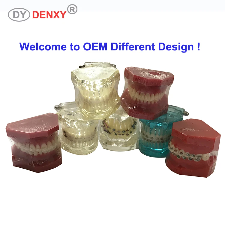 
High-quality beautiful dental supplier transparent orthodontic model 