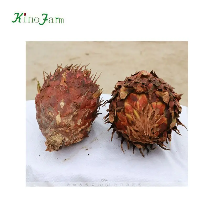 
zhangzhou kinofarm sago palm seeds 
