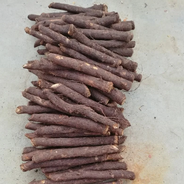 chinese high quality cold resistant fast growing royal empress tree rootstock