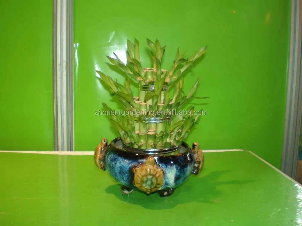 
5 layered tower lucky bamboo air bonsai tree dracaena sanderiana indoor ornamental aquatic water plants 