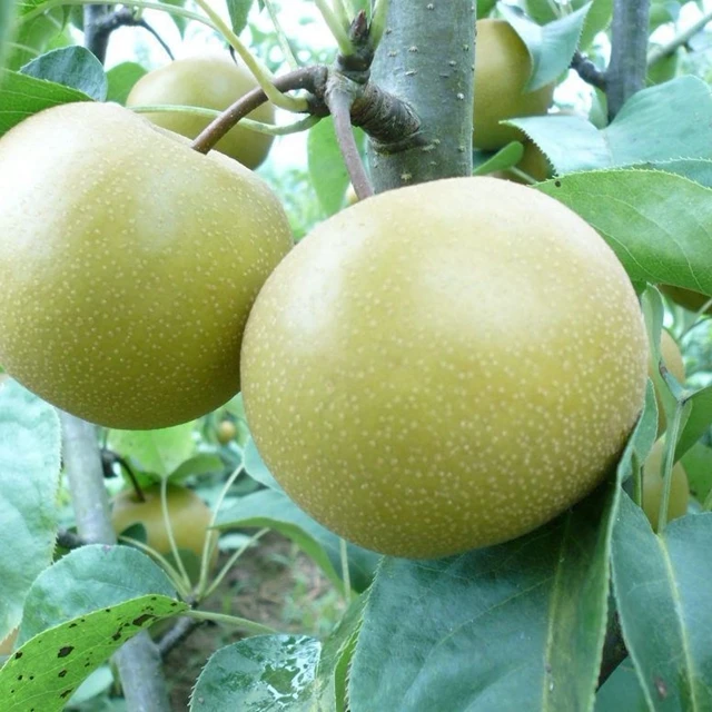 Саженцы груши