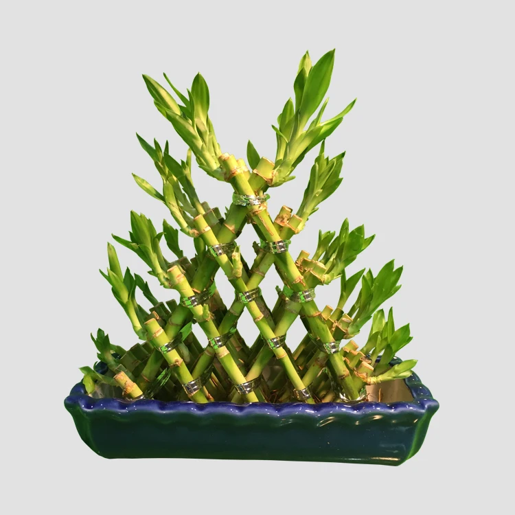 
hot sale pyramid dracaena lucky bamboo 5 layers sanderiana fengshui plants 