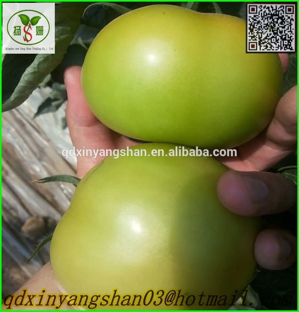 
Export Fresh Sweet And Delicious Tomato Packing In Boxes 
