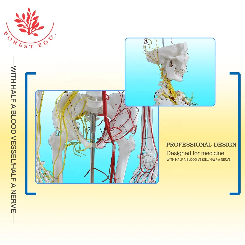 Модель анатомического скелета для обучения человеку с нервами и кровеносными сосудами