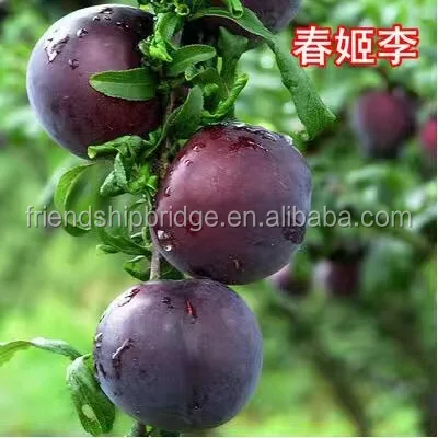 
Prunus salicina Lindl. fruit seedling 