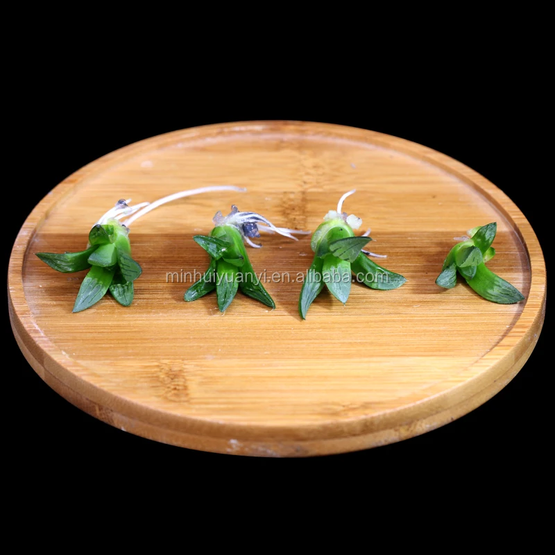 Суккуленты для культивирования