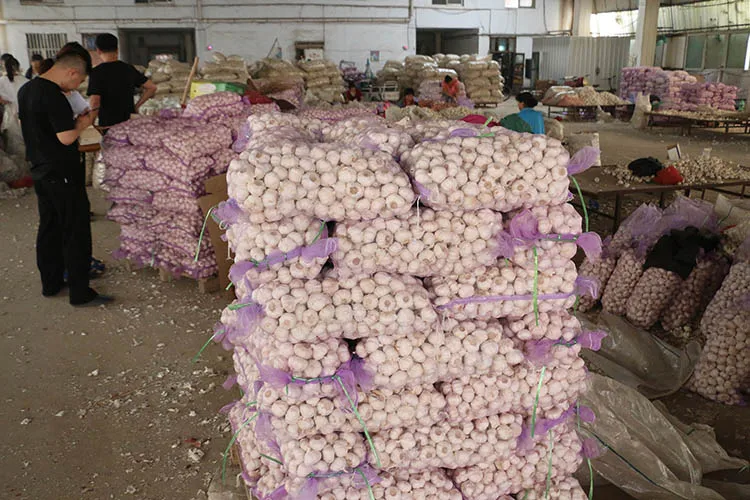 
Fresh Garlic Specification, Fresh Ginger And Fresh Garlic 