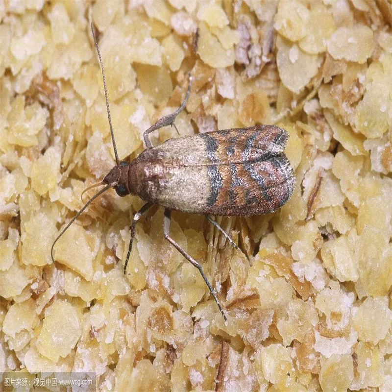 insect pheromone for Plodia interpunctella (India meal moth)