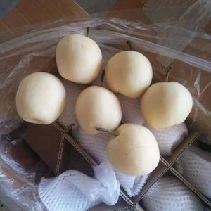 Fresh crown pears 200-250g 250-350g 60-85mm sales