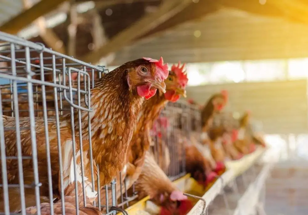 Aquaculture bacillus subtilis probiotic powder Poultry Feed