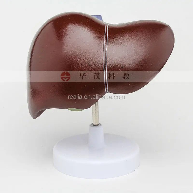 HM-BD-103 High quality Plastic Anatomical liver model