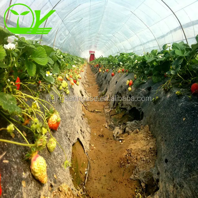 Tunnel greenhouse for agricultural melon and fruit plants