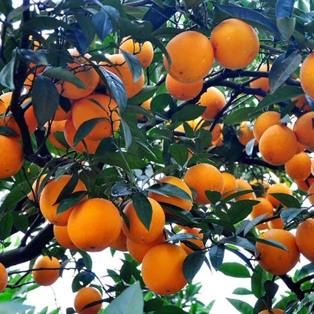 Potassium sulphate fertilizer in Potassium fertilizer