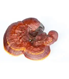 Сушеные грибы Reishi/ ganoderma lucidum высокого качества
