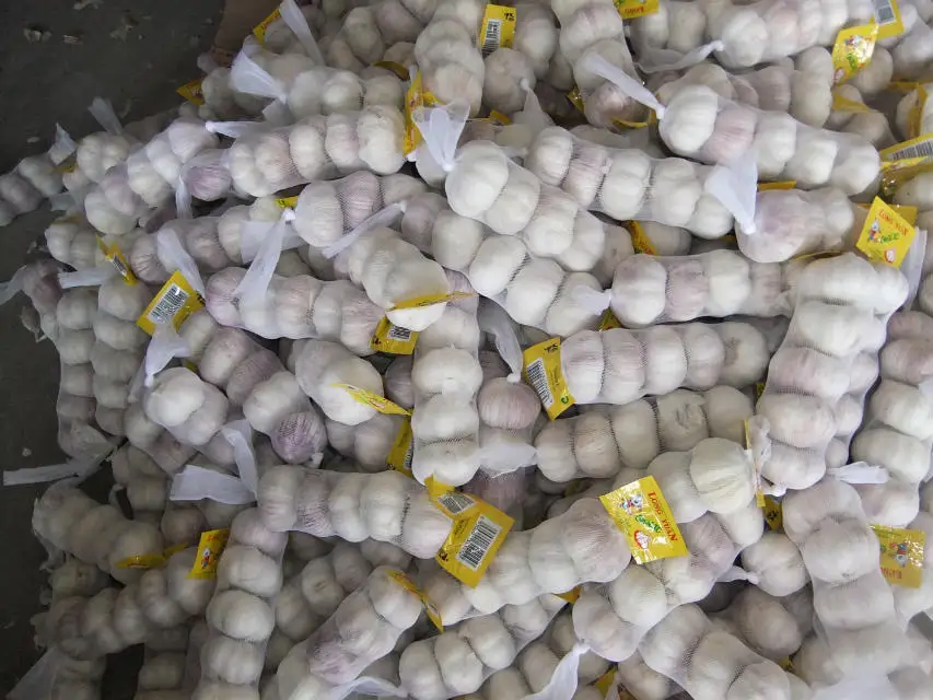 
New season fresh garlic normal white price 