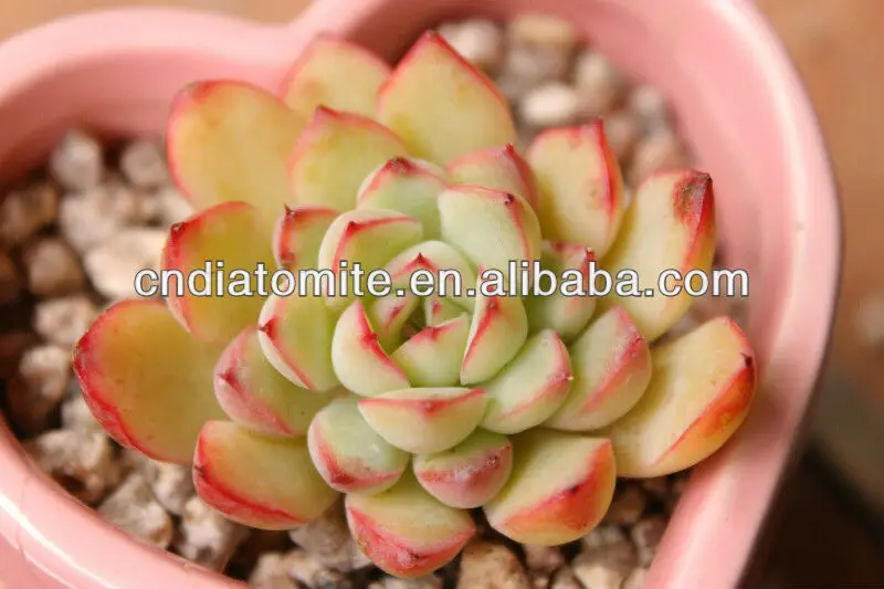 Diatomaceous Earth Soil Conditioner Superior to Clay Products Bonsai Surface