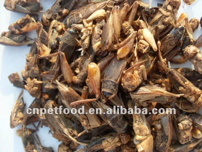 Fresh Dried Cricket High Protein Chicken food Chicken Treats