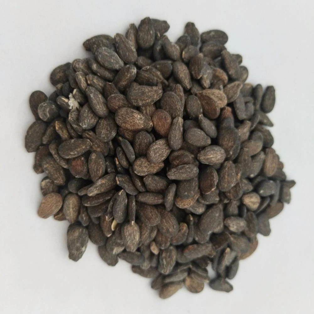 
Early maturity red flesh hybrid f1 watermelon seeds 