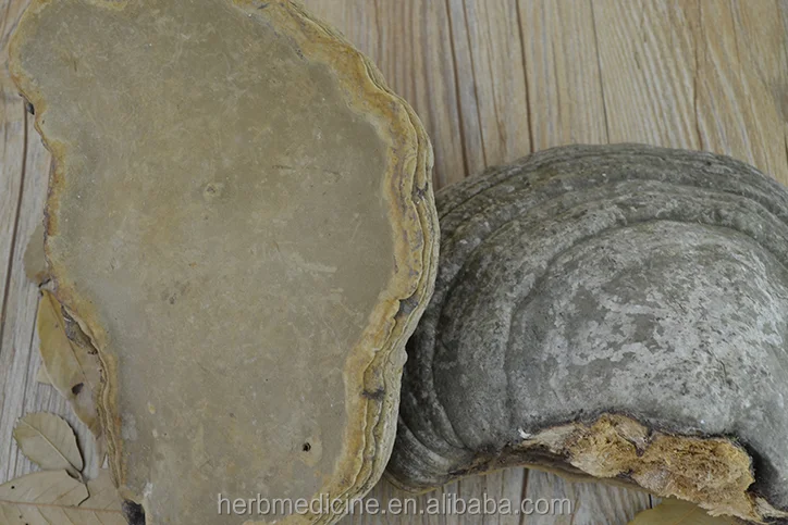 
Dried wild natural tinder fungus Pyropolyporus fomentarius 