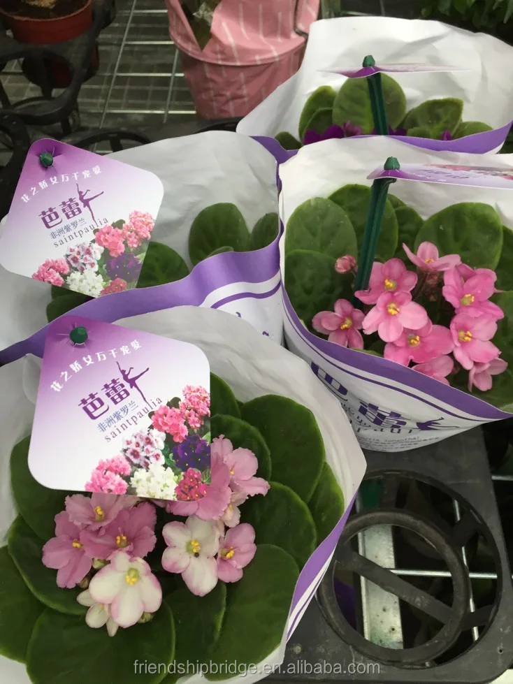 Саженцы из африанского фиолетового излучения Saintpaulia Ionantha