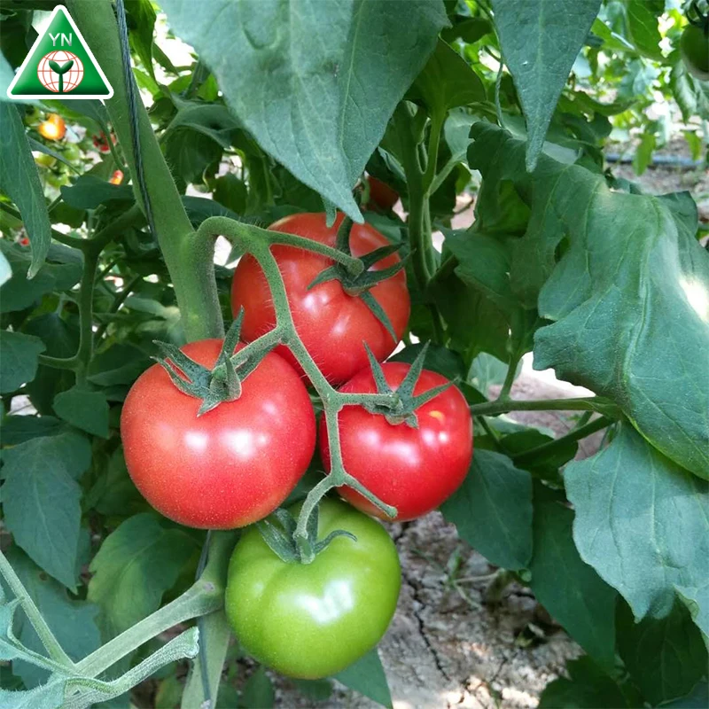 
Hybrid Indeterminate Round Shape Tomato Seed F1 