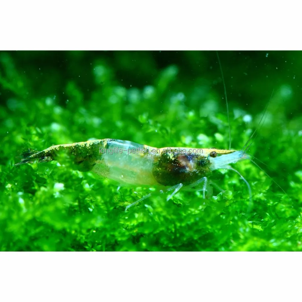 High Quality Freshwater Green Rili Shrimp