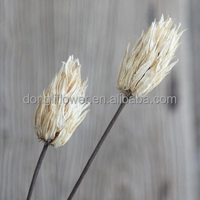 Dried natural Phlogacanthus Fire-blossom gumbo small okra Flower handicrafts