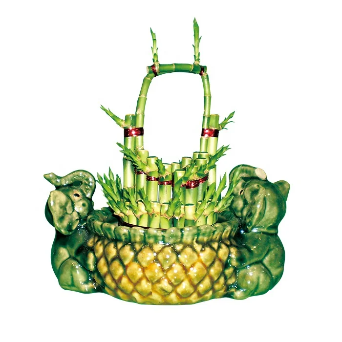 
lucky bamboo house plant lucky bamboo aquarium plant 