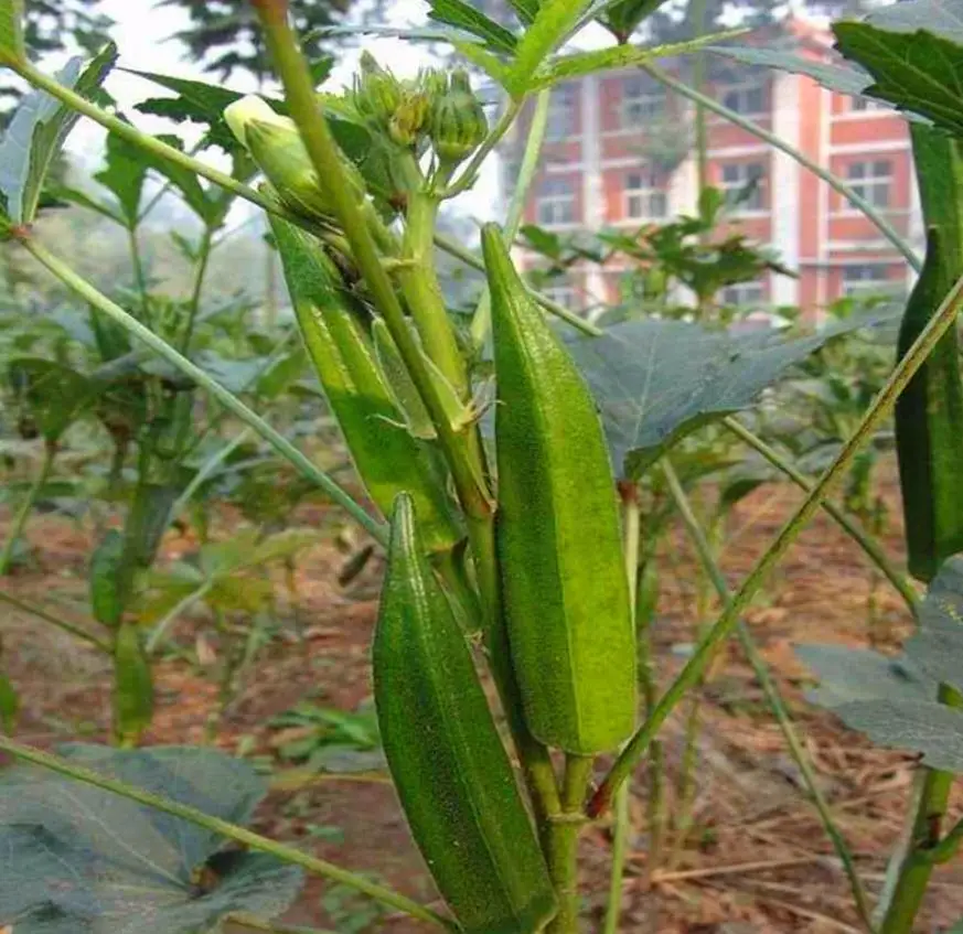 
New hybrid high yeild vegetable abelmosk gumbo Abelmoschus esculentus seeds 