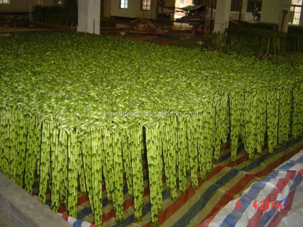 
Spiral lucky bamboo Dracaena Sanderiana 