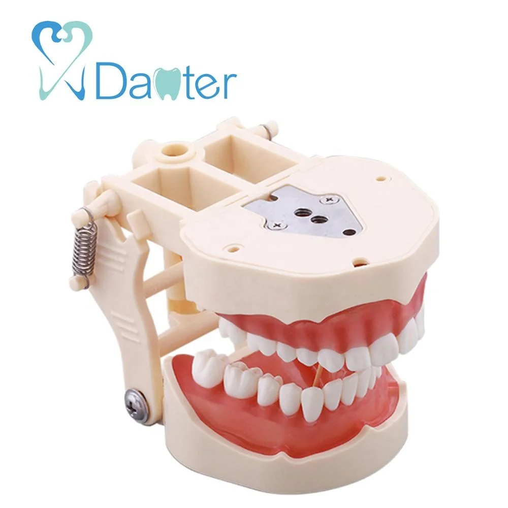 attractive price dental standard model with 32 screw in teeth with soft gingiva and articulator