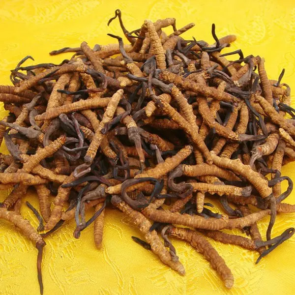 High Quality Caterpillar Fungus Extract (Polysaccuarides 15%,25% ,40%,10:1,20:1)