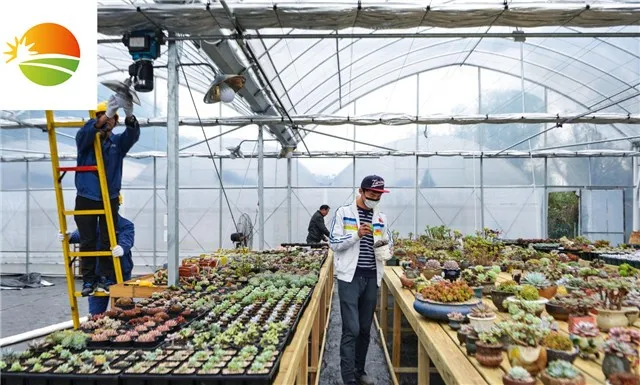 high quality tunnel greenhouse with succulent fleshiness