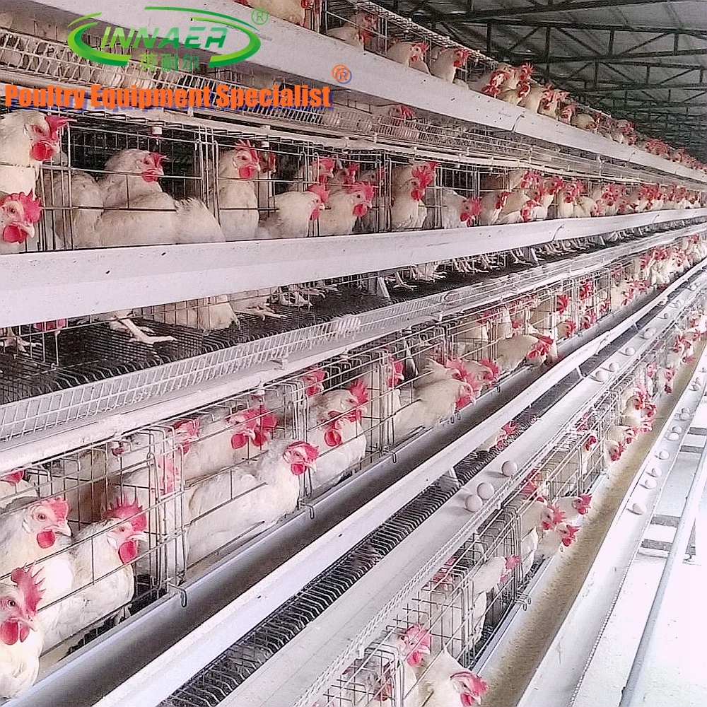second hand layer poultry cages