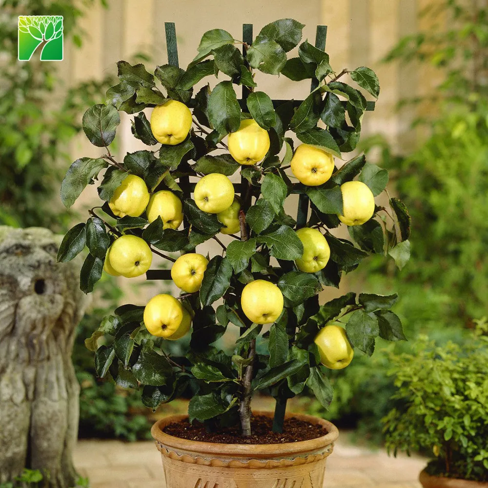 
Полностью устойчивая к воздействию солнца Золотая вкусная яблоко саплинг Малус пумила 