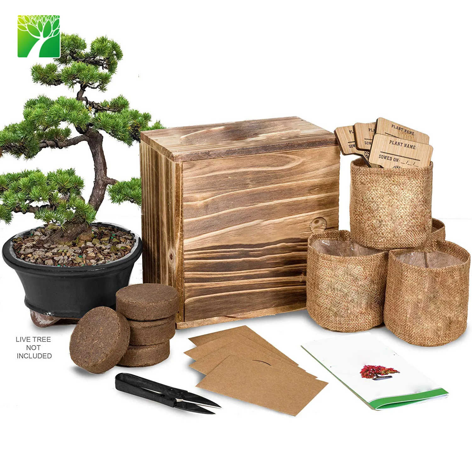 Распродажа на Amazon, домашнее внутреннее украшение, DIY бонсай, садоводство, растение, красивое дерево бонсай