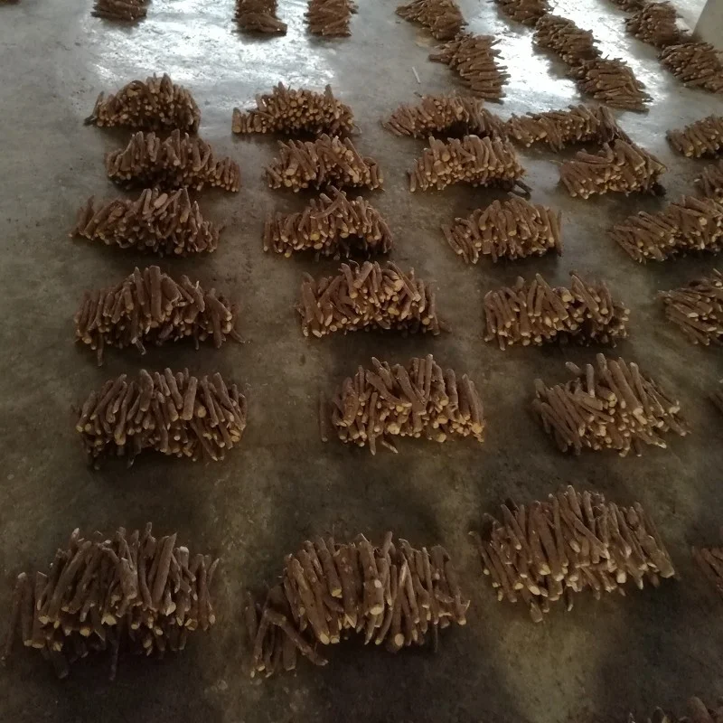 Paulownia kiri tree roots from Heze city