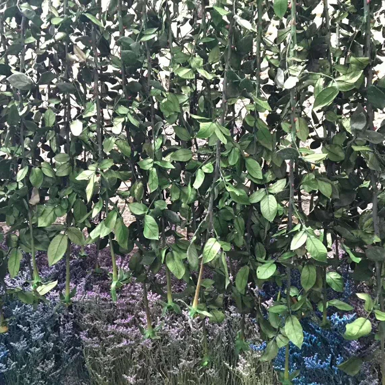 70cm Best Quality Natural long forever Preserved Rose Stem For Making Preserved Glass Dome Rose