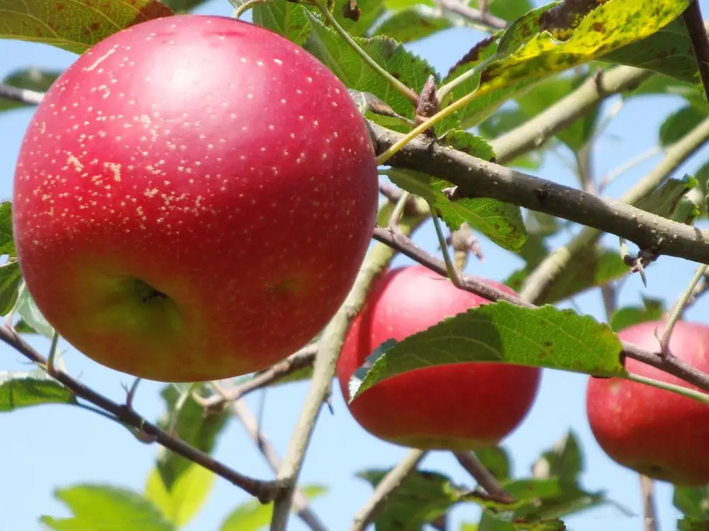Hot Selling China Organic Fruits Fresh apples qinguan apple