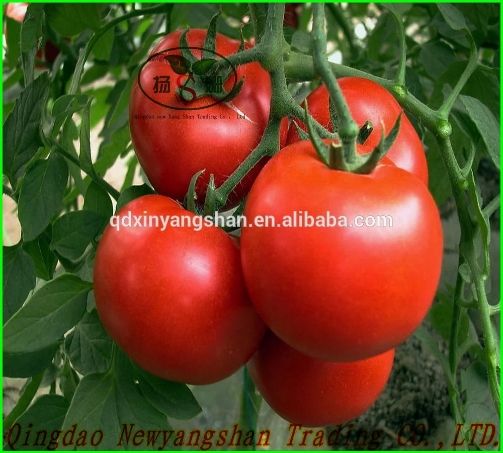 
Export Fresh Sweet And Delicious Tomato Packing In Boxes 