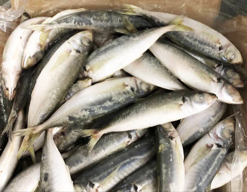 Замороженная круглая рыба IQF для ловли тунца