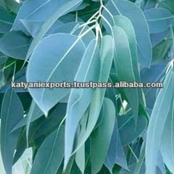 Highest Selling High Quality 100% Natural Pure Eucalyptus Oil for Bulk Buyers