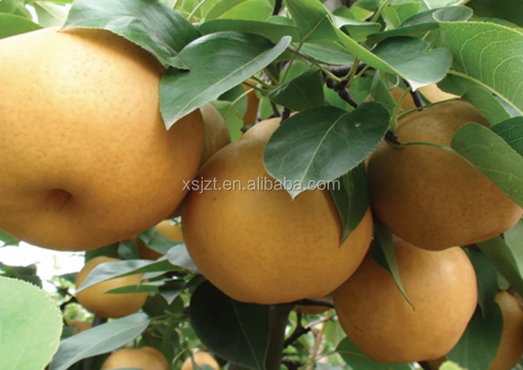 ZHOUTIAN High Production Big Yellow Pears